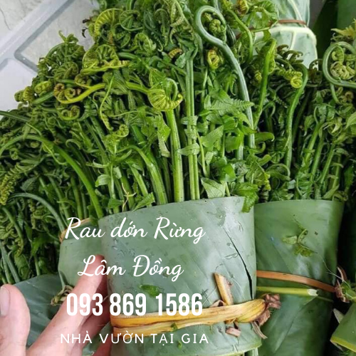 Rau dớn rau rừng Lâm Đồng đặc sản cao nguyên vua của các loại rau rừng tự nhiên