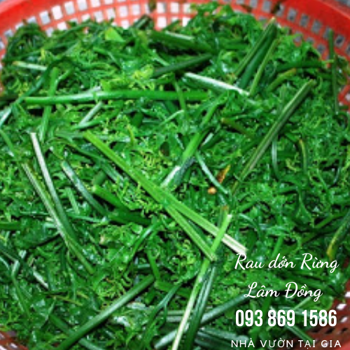 Rau dớn rau rừng Lâm Đồng đặc sản cao nguyên vua của các loại rau rừng tự nhiên