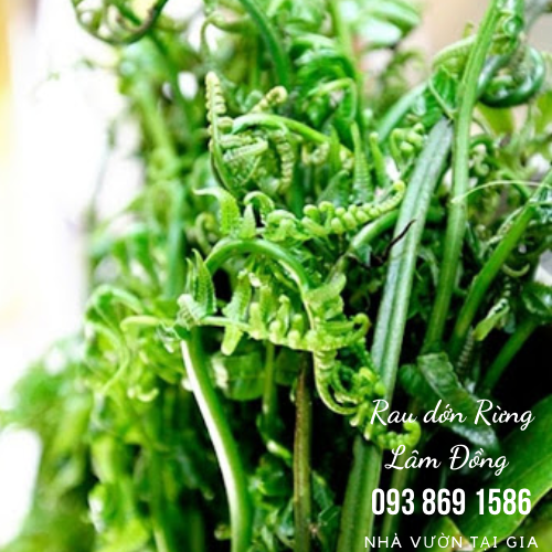 Rau dớn rau rừng Lâm Đồng đặc sản cao nguyên vua của các loại rau rừng tự nhiên