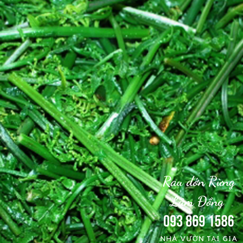 Rau dớn rau rừng Lâm Đồng đặc sản cao nguyên vua của các loại rau rừng tự nhiên
