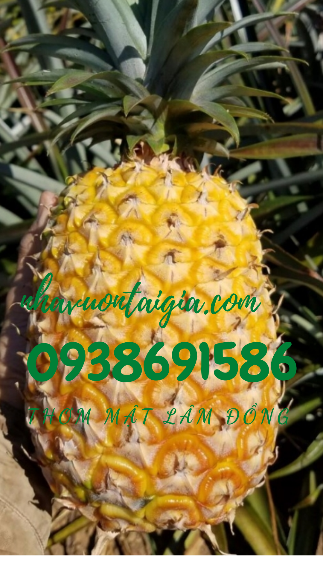 Thơm mật Thơm mật Đà Lạt lâm Đồng trái thơm mật đặc sản cao nguyên