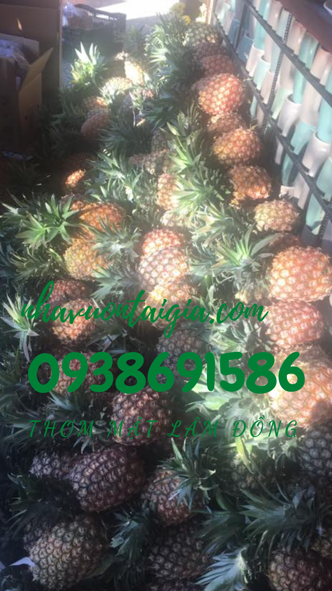 Thơm mật Thơm mật Đà Lạt lâm Đồng trái thơm mật đặc sản cao nguyên