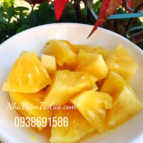 Thơm mật Thơm mật Đà Lạt lâm Đồng trái thơm mật đặc sản cao nguyên