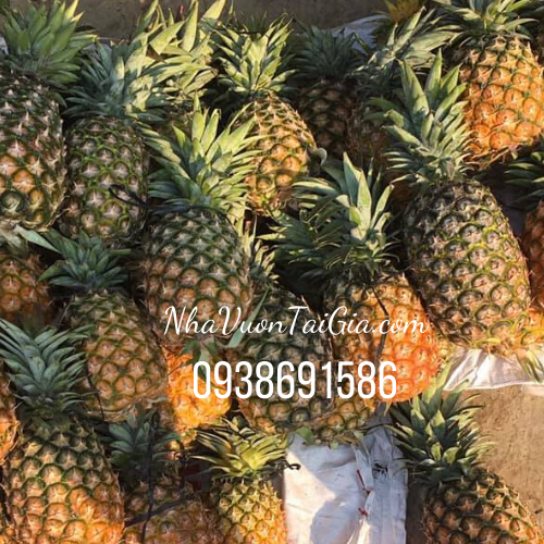 Thơm mật Thơm mật Đà Lạt lâm Đồng trái thơm mật đặc sản cao nguyên
