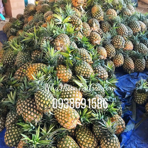 Dứa mật Lâm Đồng Thơm mật  Đơn Dương sỉ lẻ toàn quôc 