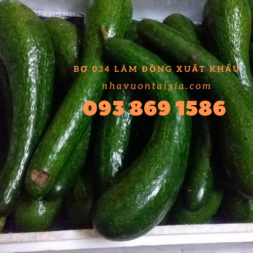 Bơ 034 Lâm Đồng Xuất Khẩu - Nhà Vườn Tại Gia xuất khẩu Bơ Vườn Nhà Dậu 