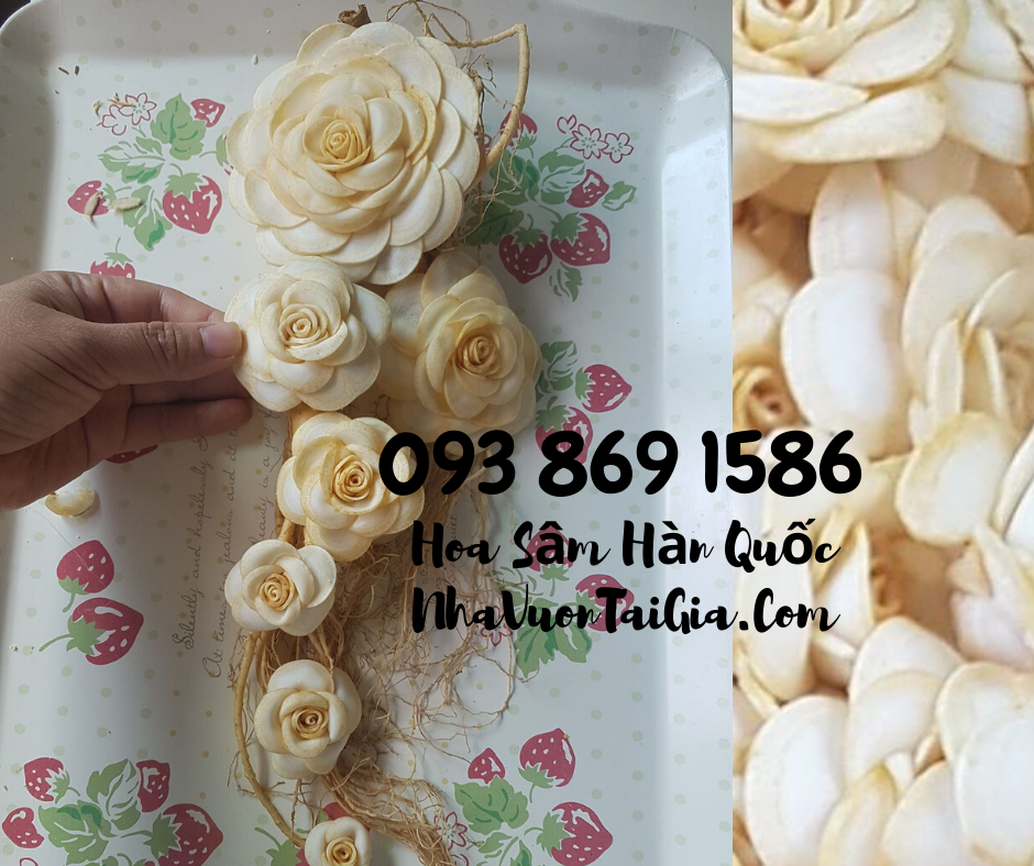Hoa Sầm Hàn Quốc, hoa sâm khô Hàn Quốc mua tại TPHCM 