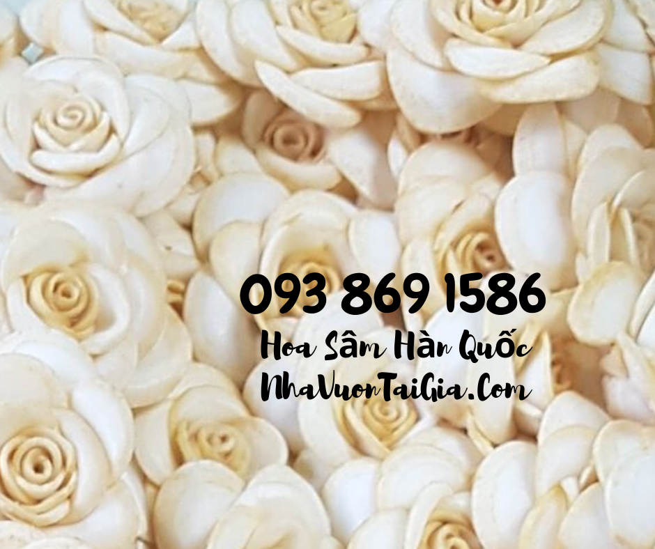 Hoa Sâm Hàn Quốc, hoa sâm khô Hàn Quốc mua tại TPHCM 