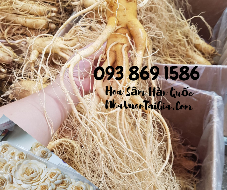 Hoa Sầm Hàn Quốc, hoa sâm khô Hàn Quốc mua tại TPHCM 