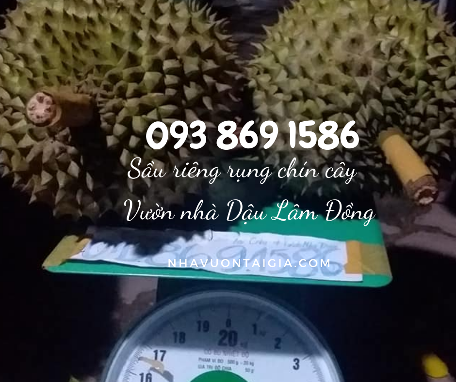 Mua sầu riêng ngon ở tphcm Sầu riêng rụng chín cây ăn ngay TPHCM