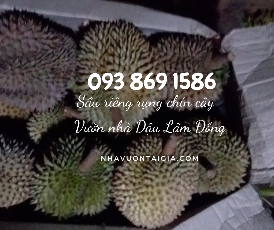 Mua sầu riêng ngon ở tphcm Sầu riêng rụng chín cây ăn ngay TPHCM