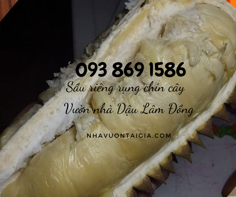 Mua sầu riêng ngon ở tphcm Sầu riêng rụng chín cây ăn ngay TPHCM