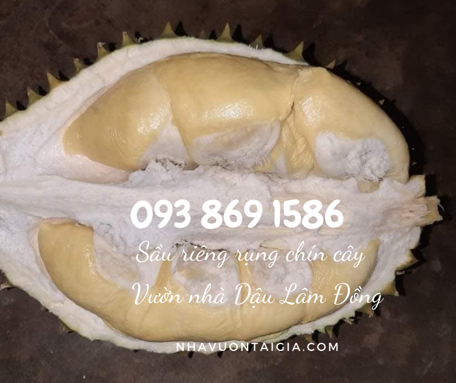 Sầu riêng Ri 6 chín cây mua sầu riêng Ri6 TPHCM 
