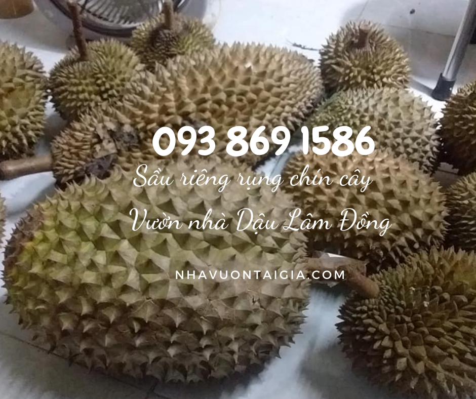 Sầu riêng Ri 6 chín cây mua sầu riêng Ri6 TPHCM 