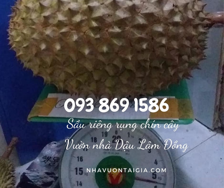Sầu riêng Ri 6 chín cây mua sầu riêng Ri6 TPHCM 