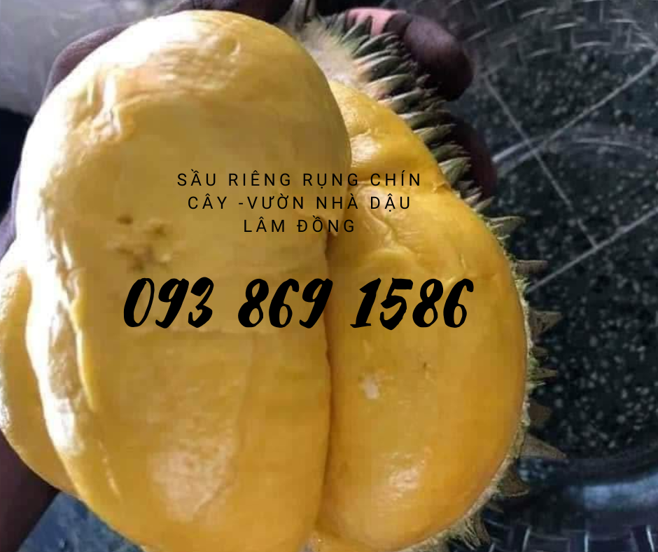 Sầu riêng óc khỉ (óc chó, Út Thủy)TPHCM rụng chín cây 