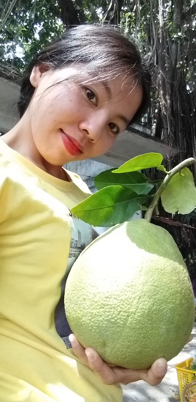 Bưởi da xanh Lâm Đồng thùng 10 trái không thuốc trừ sâu trồng theo hướng hữu cơ sinh học tự nhiên 