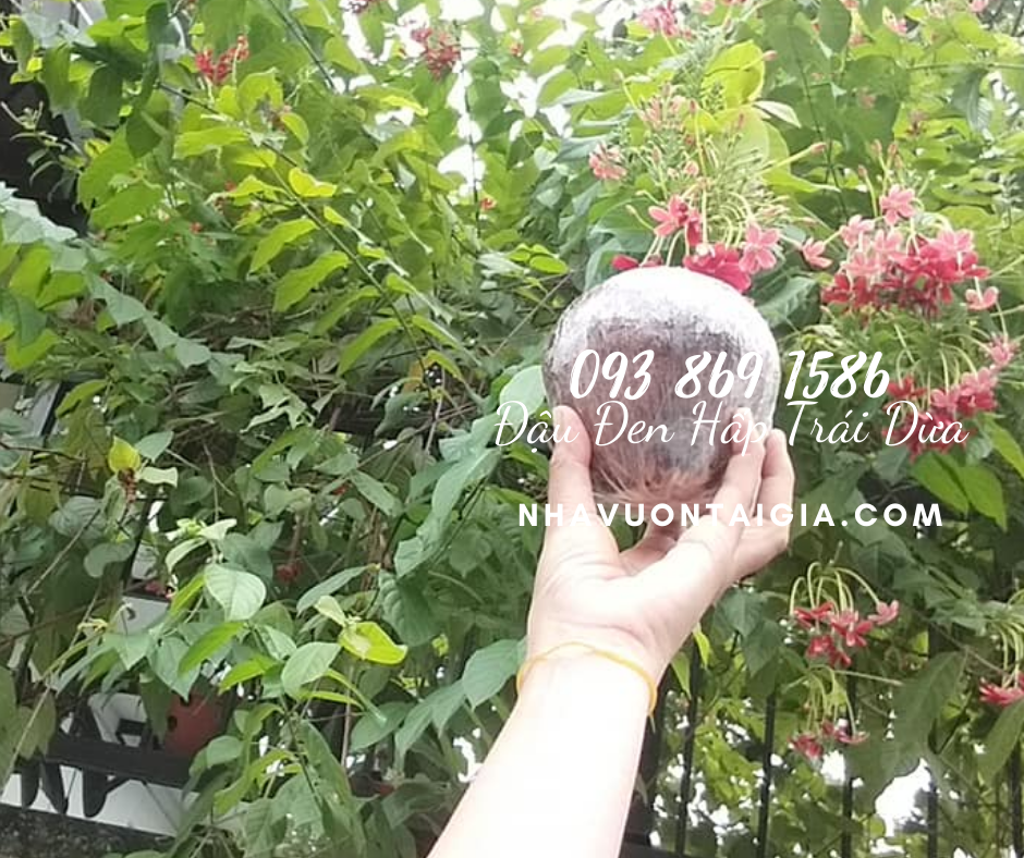 Dừa Xiêm Hấp Đậu Đen Xanh Lòng bài thuốc điều trị bệnh đau khớp, viêm khớp, nhức khớp, gút