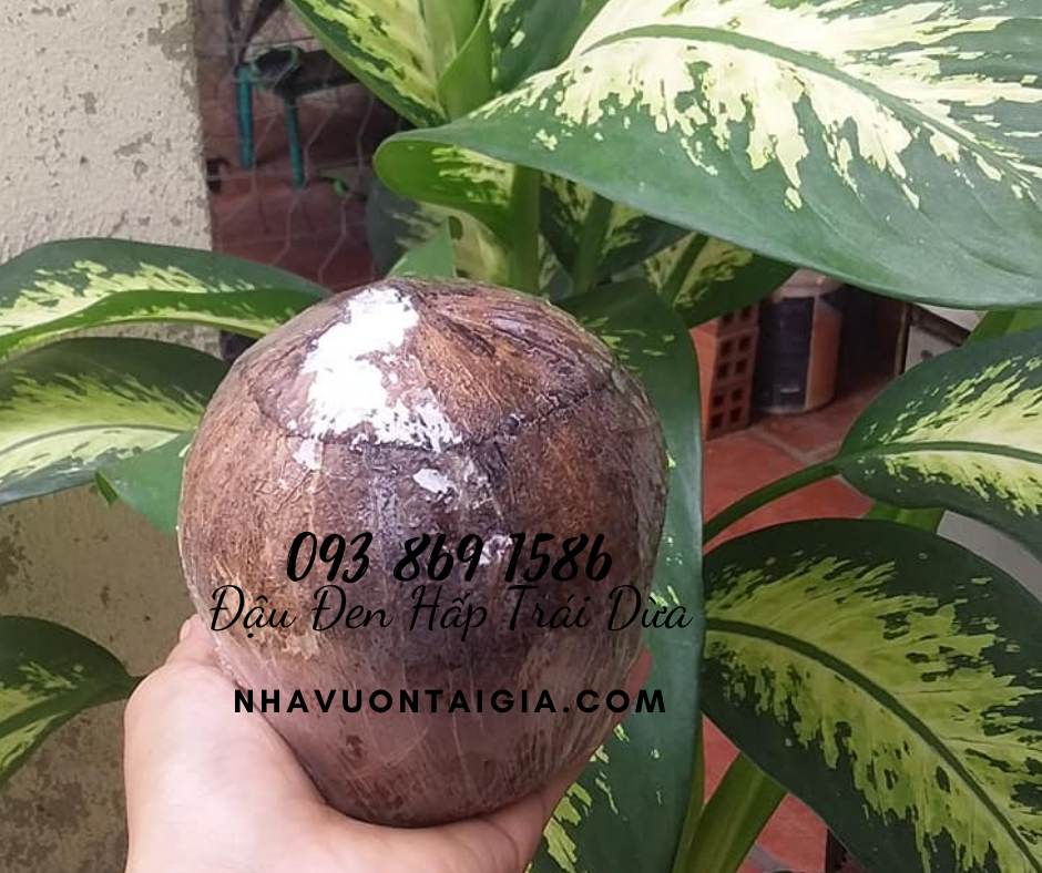 Dừa Xiêm Hấp Đậu Đen Xanh Lòng bài thuốc điều trị bệnh đau khớp, viêm khớp, nhức khớp, gút