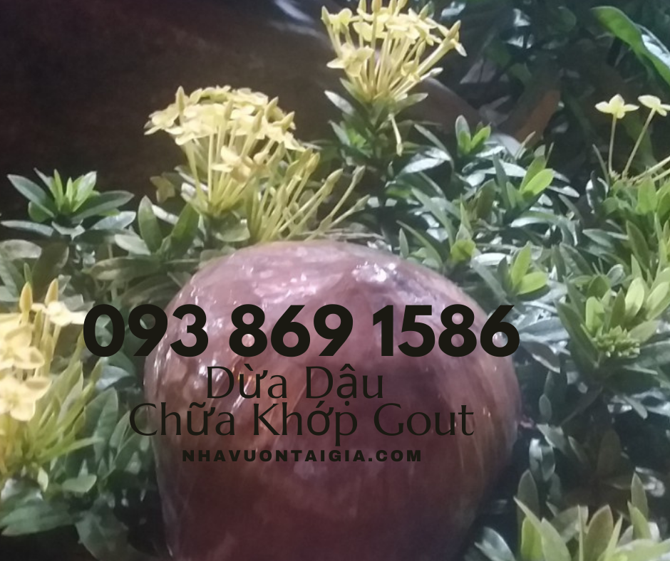 Bài thuốc dân gian chữa đau nhức xương khớp đậu đen hấp trái dừa cách thủy bảy tiếng
