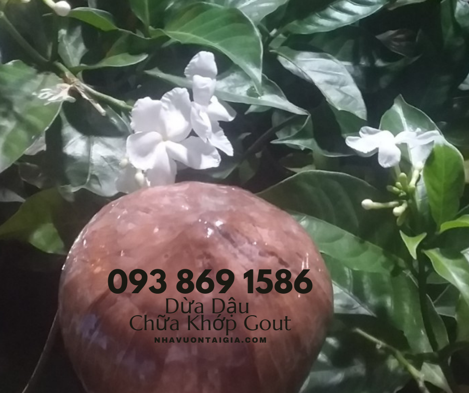 Bài thuốc dân gian chữa đau nhức xương khớp đậu đen hấp trái dừa cách thủy bảy tiếng