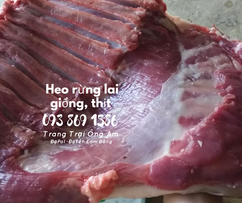 Heo (lợn) rừng lai giống - bán heo rừng lai F1 Trại Heo rừng Ông Am Lâm Đồng 