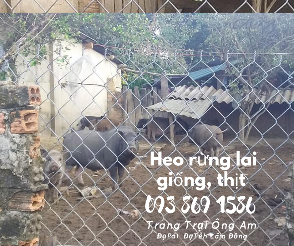 Heo (lợn) rừng lai giống - bán heo rừng lai F1 Trại Heo rừng Ông Am Lâm Đồng 