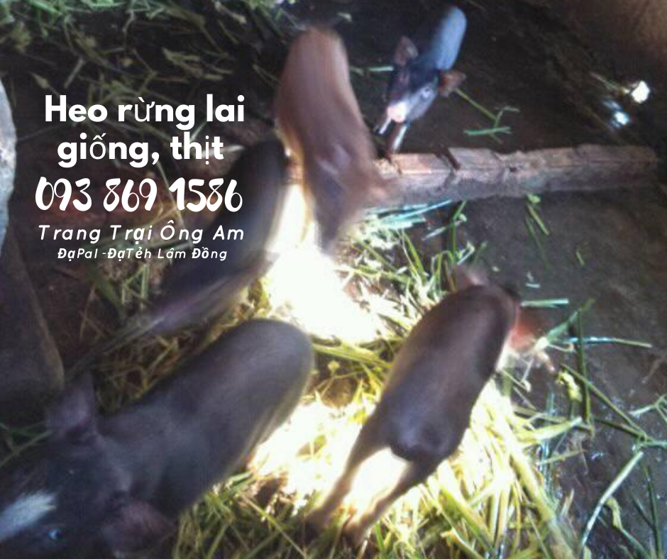 Heo (lợn) rừng lai giống - bán heo rừng lai F1 Trại Heo rừng Ông Am Lâm Đồng 