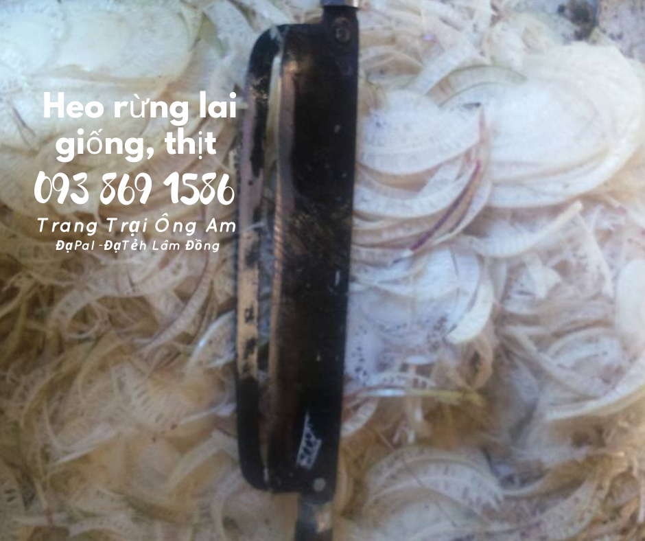 Heo (lợn) rừng lai giống - bán heo rừng lai F1 Trại Heo rừng Ông Am Lâm Đồng 