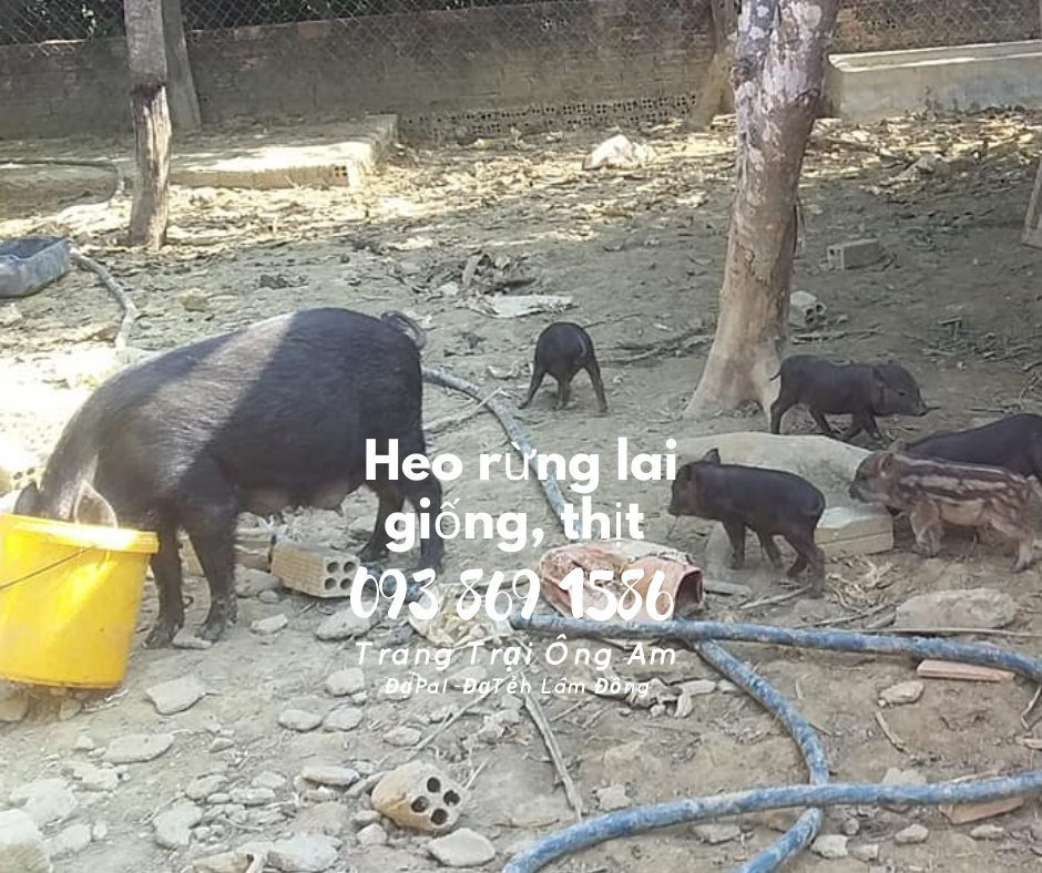 Heo (lợn) rừng lai giống - bán heo rừng lai F1 Trại Heo rừng Ông Am Lâm Đồng 