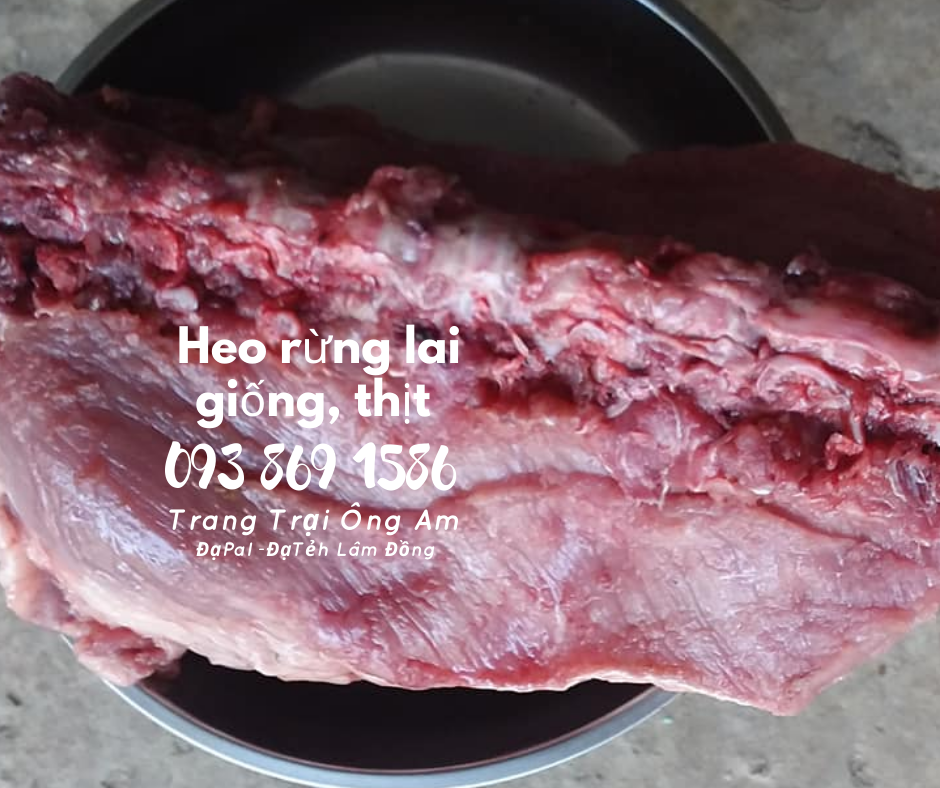 Heo (lợn) rừng lai giống - bán heo rừng lai F1 Trại Heo rừng Ông Am Lâm Đồng 