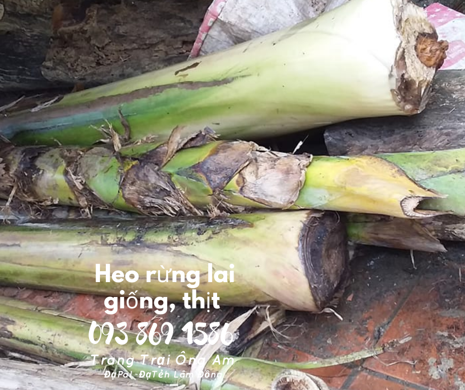 Heo (lợn) rừng lai giống - bán heo rừng lai F1 Trại Heo rừng Ông Am Lâm Đồng 