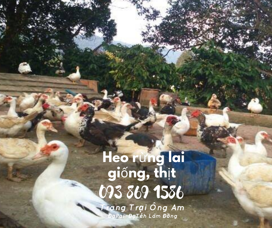 Heo (lợn) rừng lai giống - bán heo rừng lai F1 Trại Heo rừng Ông Am Lâm Đồng 
