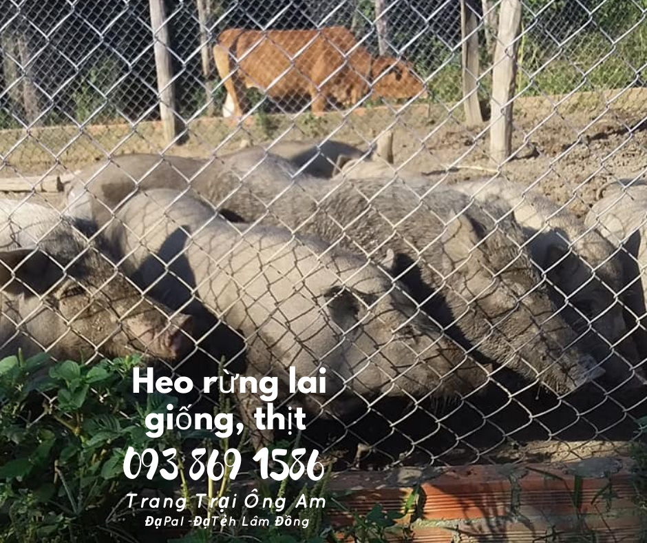 Heo (lợn) rừng lai giống - bán heo rừng lai F1 Trại Heo rừng Ông Am Lâm Đồng 