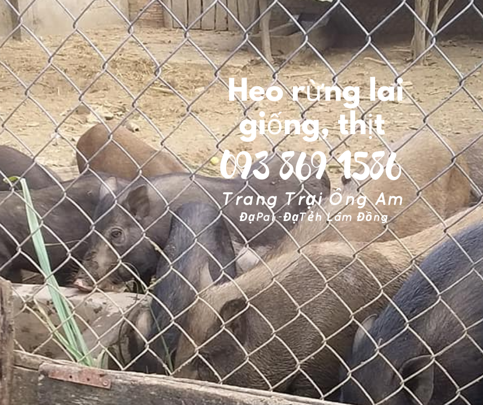Heo (lợn) rừng lai giống - bán heo rừng lai F1 Trại Heo rừng Ông Am Lâm Đồng 