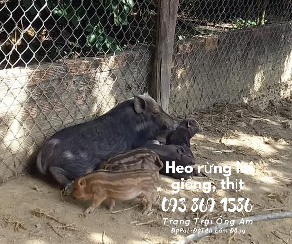 Heo (lợn) rừng lai giống - bán heo rừng lai F1 Trại Heo rừng Ông Am Lâm Đồng 
