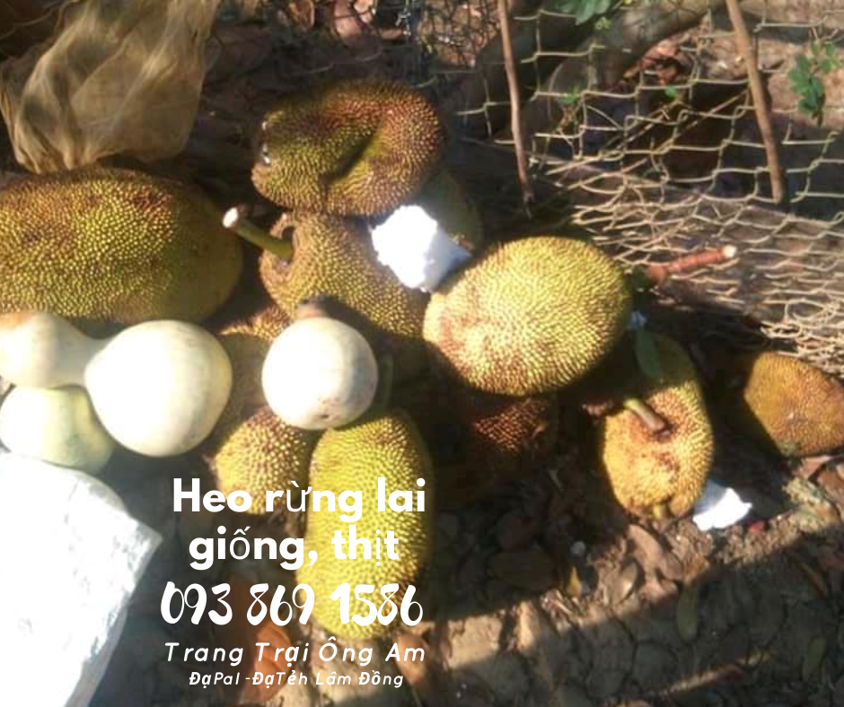 Heo (lợn) rừng lai giống - bán heo rừng lai F1 Trại Heo rừng Ông Am Lâm Đồng 
