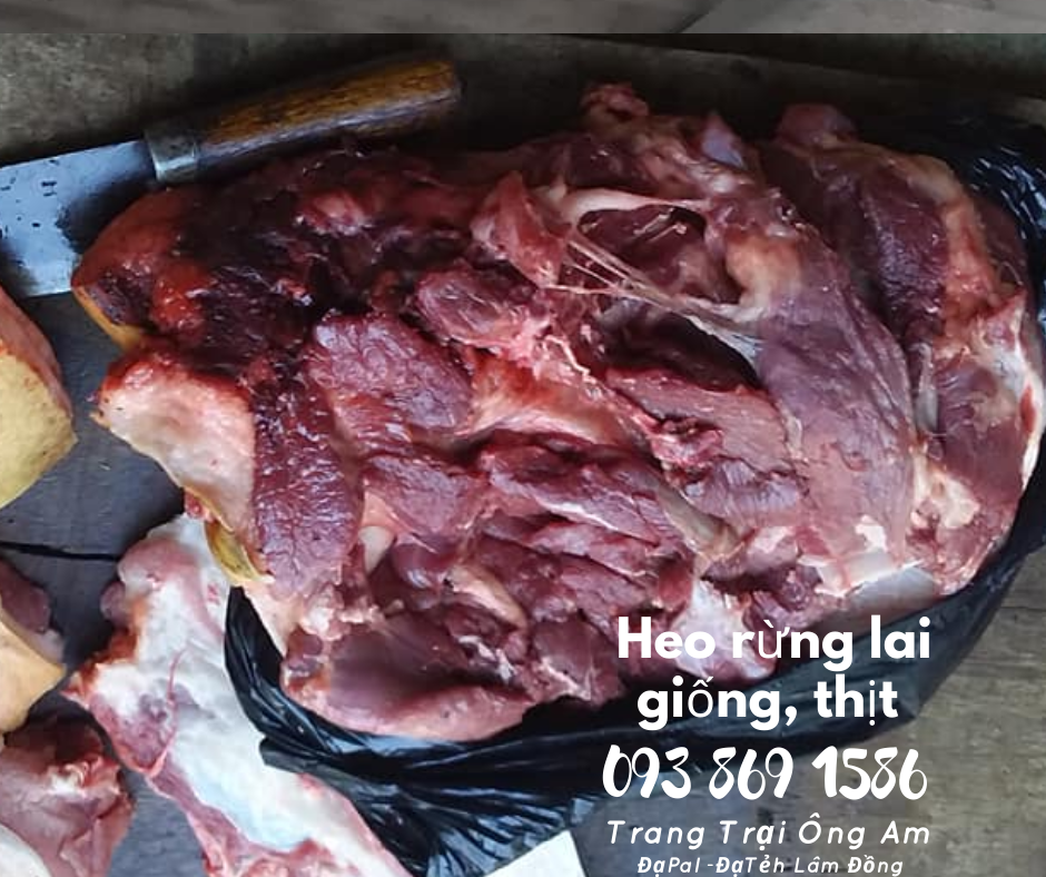 Heo (lợn) rừng lai kĩ thuật nuôi heo rừng lai sinh sản làm giàu 