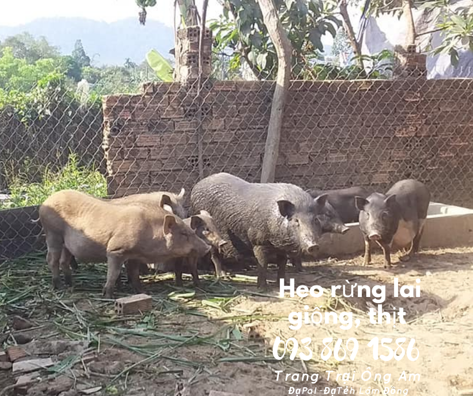 Heo (lợn) rừng lai kĩ thuật nuôi heo rừng lai sinh sản làm giàu 