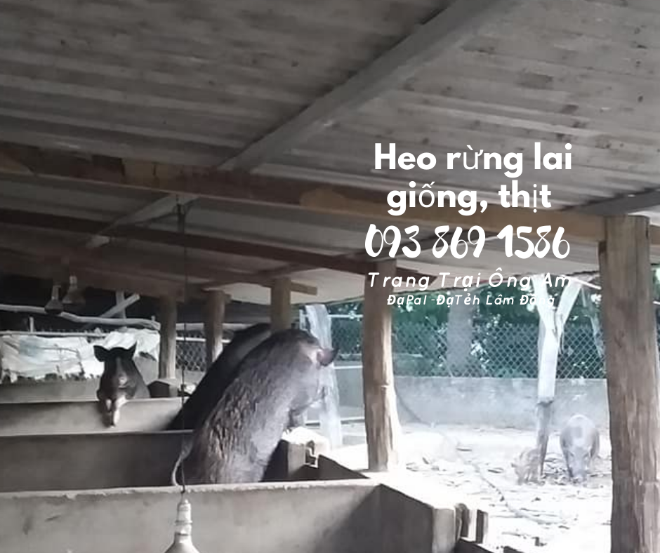 Heo (lợn) rừng lai kĩ thuật nuôi heo rừng lai sinh sản làm giàu 