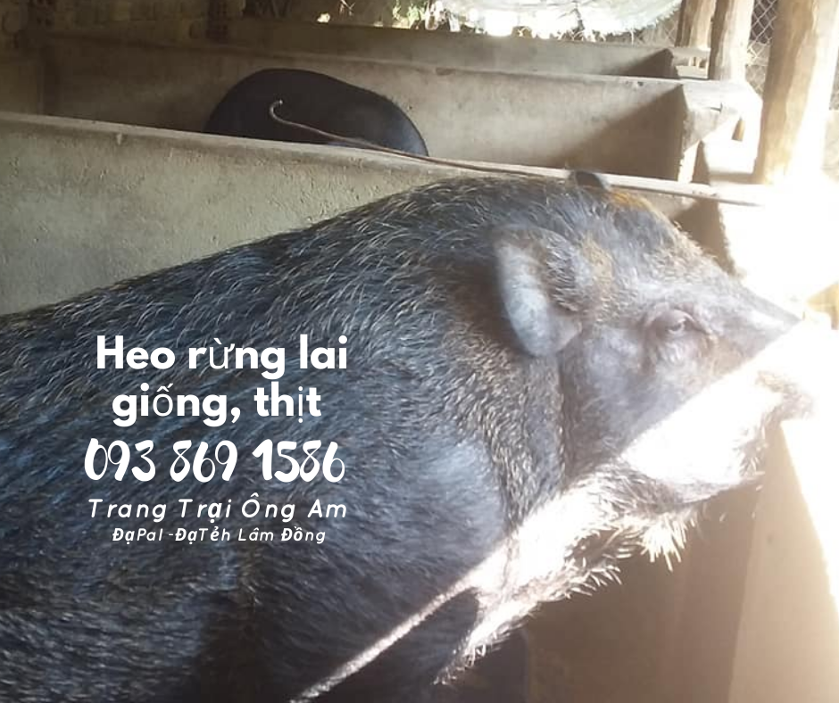 Heo (lợn) rừng lai kĩ thuật nuôi heo rừng lai sinh sản làm giàu 