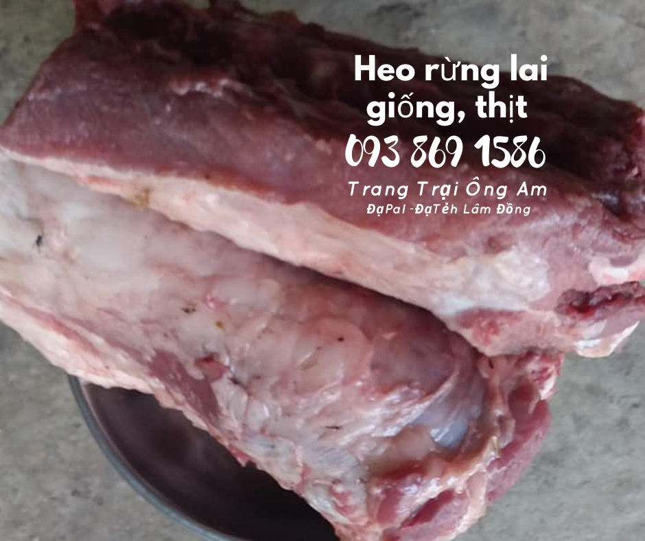 Heo (lợn) rừng lai kĩ thuật nuôi heo rừng lai sinh sản làm giàu 