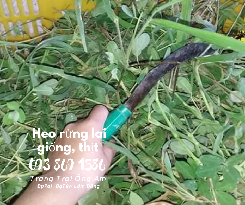 Heo (lợn) rừng lai kĩ thuật nuôi heo rừng lai sinh sản làm giàu 