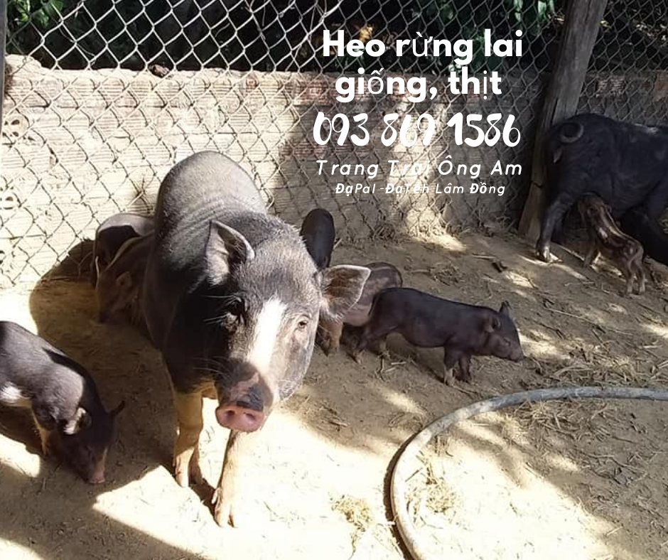 Heo (lợn) rừng lai kĩ thuật nuôi heo rừng lai sinh sản làm giàu 