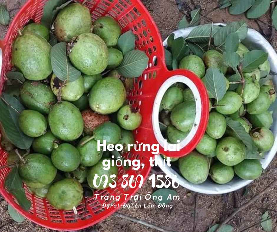 Heo (lợn) rừng lai kĩ thuật nuôi heo rừng lai sinh sản làm giàu 
