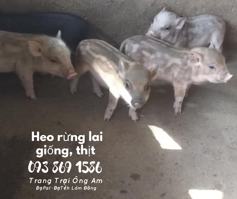 Heo (lợn) rừng lai kĩ thuật nuôi heo rừng lai sinh sản làm giàu 