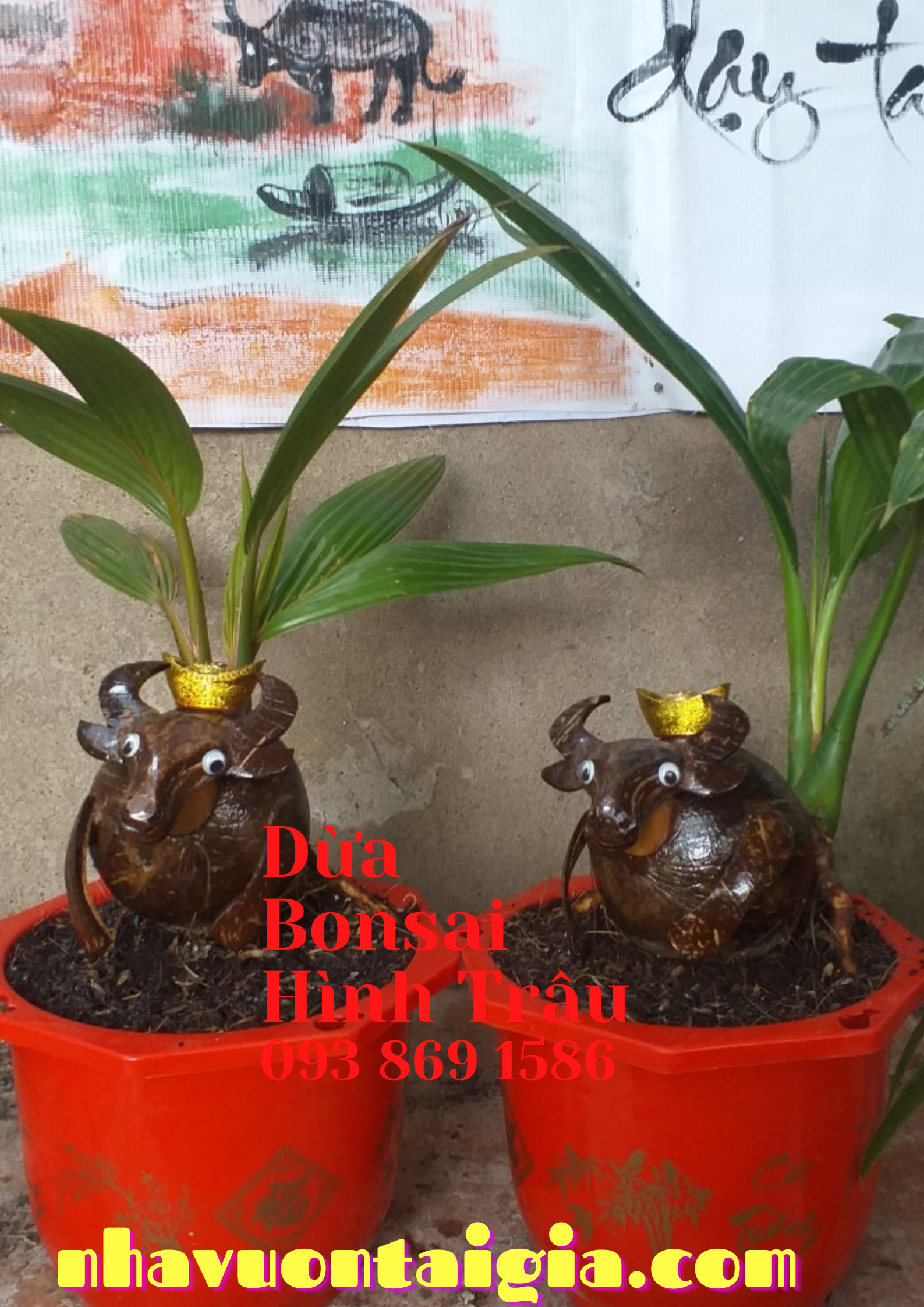 Dừa bon sai, dừa kiểng bonsai, cây dừa bonsai hình chuột