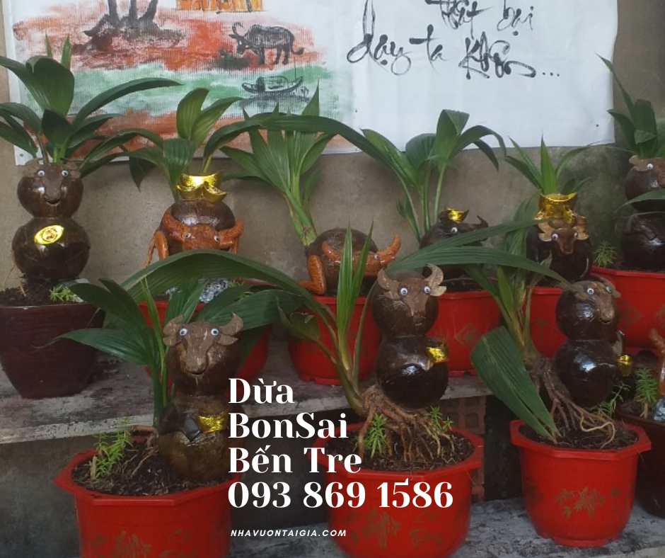 Dừa bon sai, dừa kiểng bonsai, cây dừa bonsai hình chuột