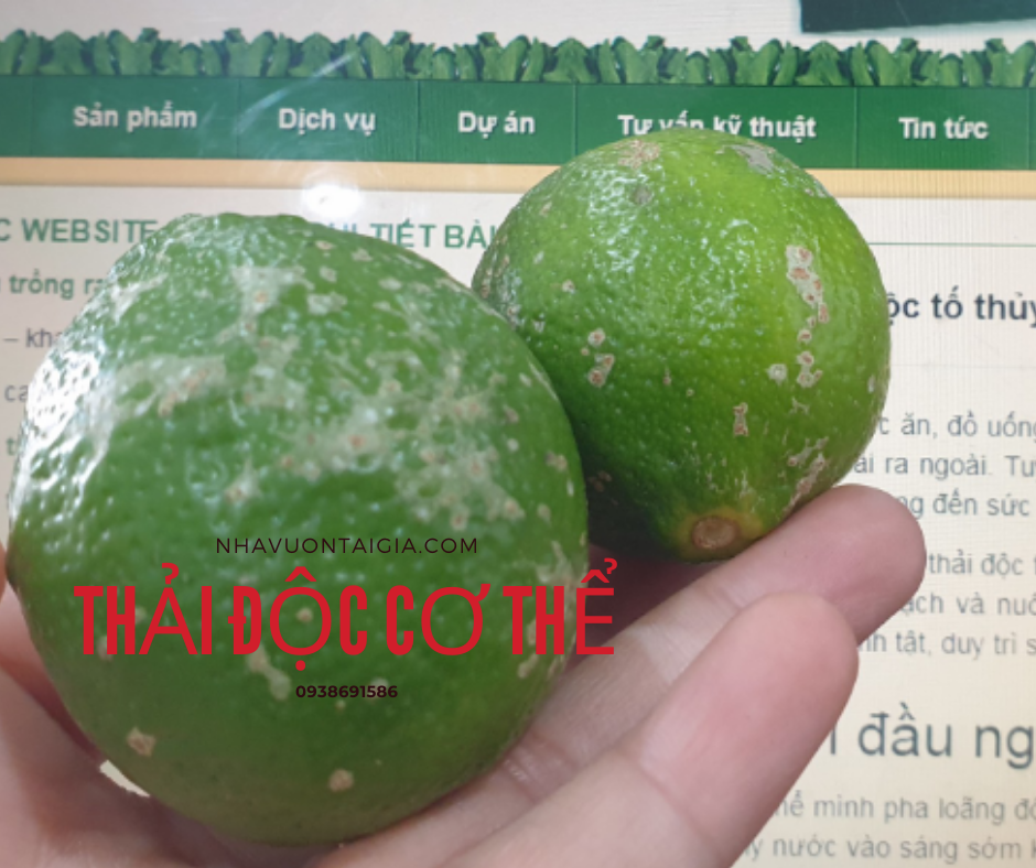 Thải độc cơ thể (Detox) cách giải độc tố thủy ngân hiệu quả ít người biết đến 