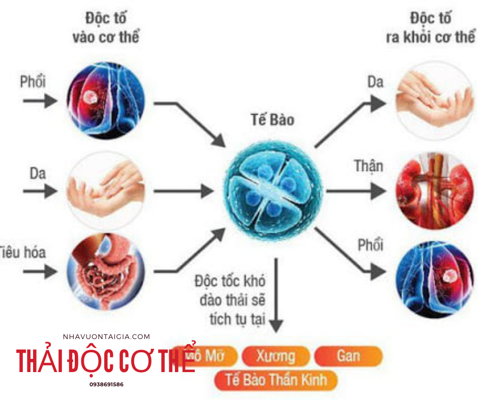 Thải độc cơ thể (Detox) cách giải độc tố thủy ngân hiệu quả ít người biết đến 